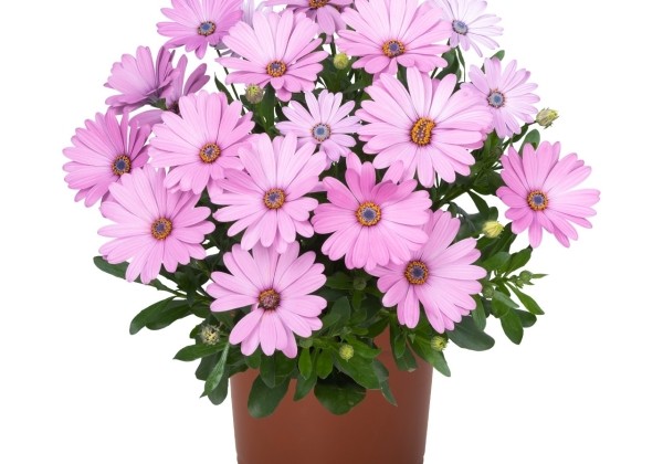 Osteospermum ecklonis Margarita Plus Pink