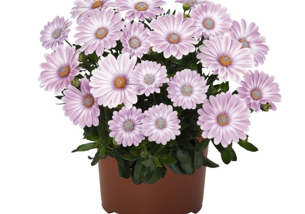 Osteospermum ecklonis Margarita Plus Zebra Pink
