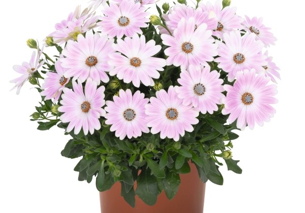 Osteospermum ecklonis Margarita Soft Pink