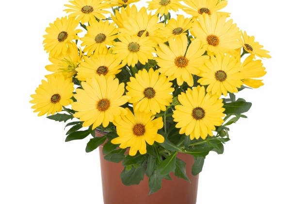 Osteospermum ecklonis Margarita Golden Yellow