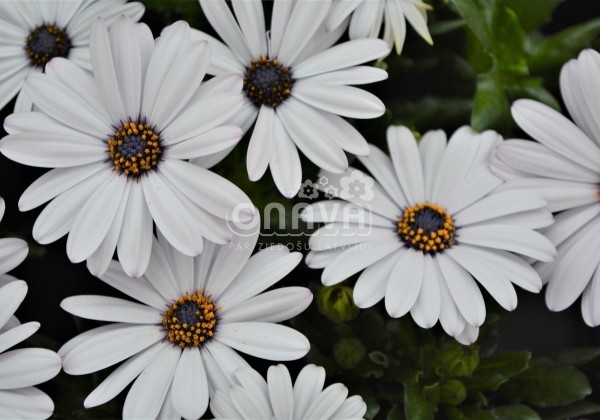 Osteospermum ecklonis Margarita White