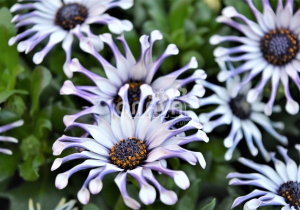 Osteospermum ecklonis Margarita White Spoon