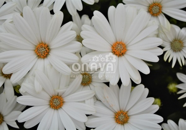 Osteospermum ecklonis Margarita Creme