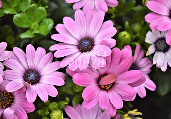 Osteospermum ecklonis Margarita Dark Pink