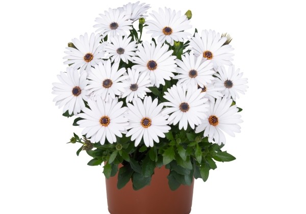 Osteospermum ecklonis Margarita Plus White