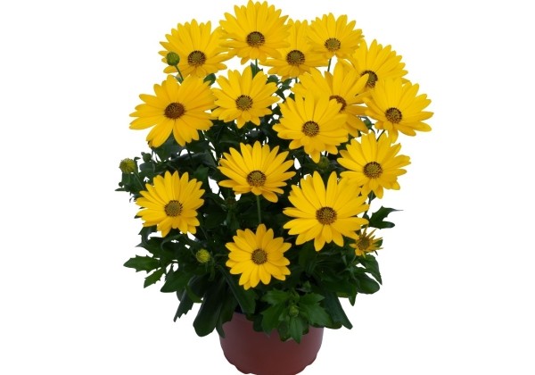 Osteospermum ecklonis Margarita Plus Yellow