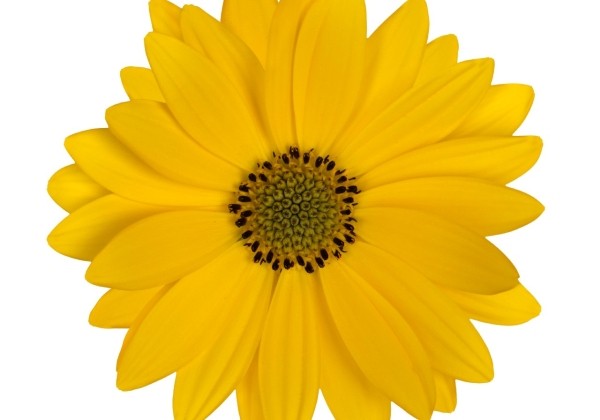 Osteospermum ecklonis Margarita Plus Yellow