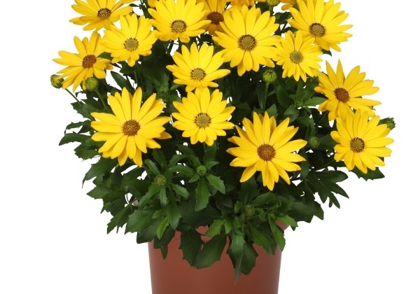 Osteospermum ecklonis Margarita Plus Yellow