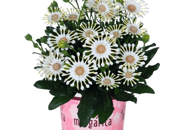 Osteospermum ecklonis Margarita Cream Spoon