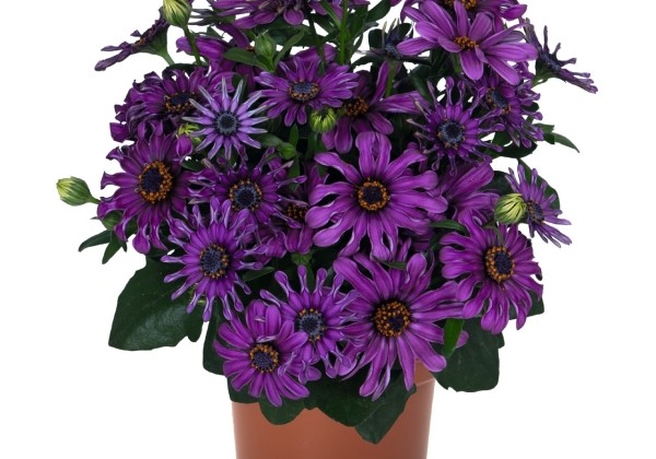 Osteospermum ecklonis Margarita Purple Spoon