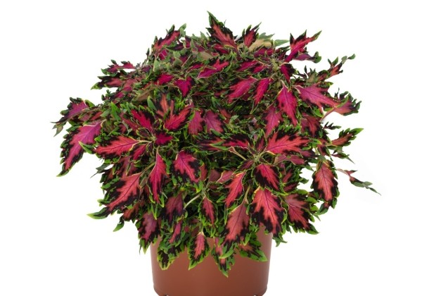 Coleus blumei Down Town Vegas Neon