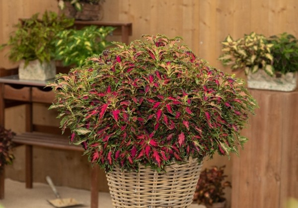 Coleus blumei Down Town Vegas Neon