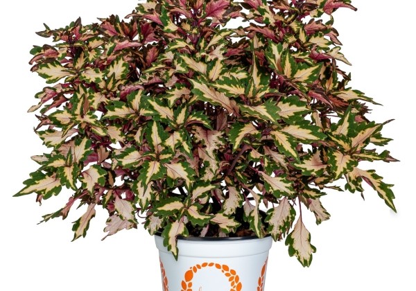 Coleus blumei Down Town Miami Magic