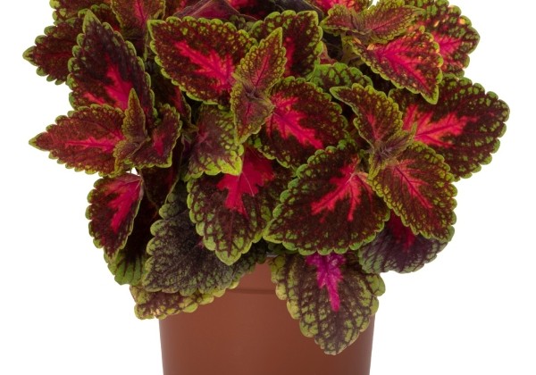 Coleus blumei Main Street Park Avenue