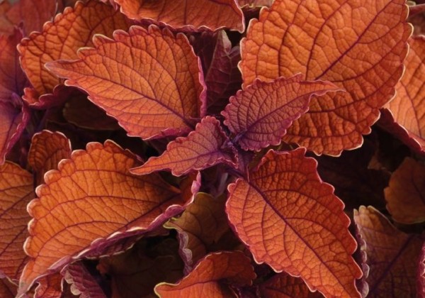 Coleus blumei Main Street Wall Street