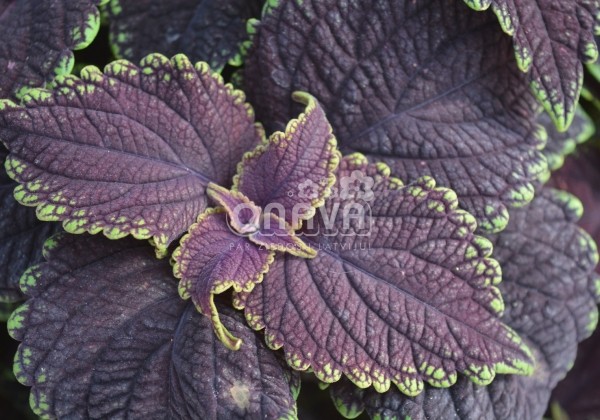 Coleus blumei Main Street Abbey Road