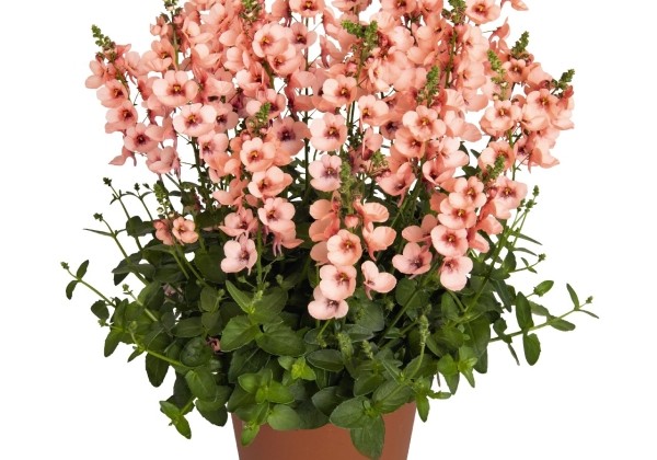 Diascia elegans MyDarling Peach