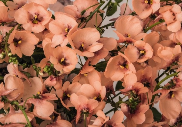 Diascia elegans MyDarling Peach