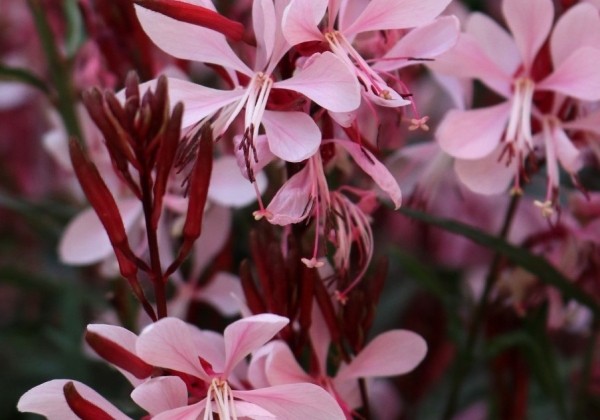Gaura lindheimeri Graceful Light Pink