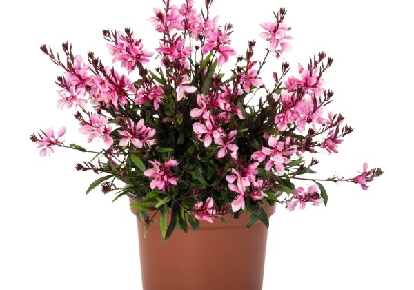Gaura lindheimeri Graceful Pink