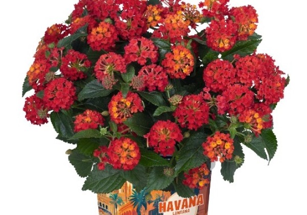 Lantana Havana Hot Orange