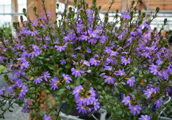 Scaevola aemula Scala Blue