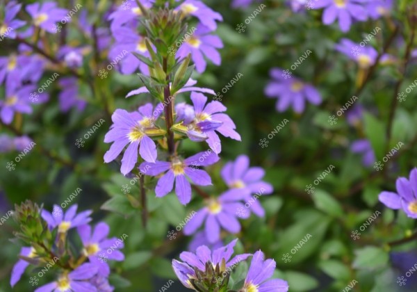Scaevola aemula Scala Blue