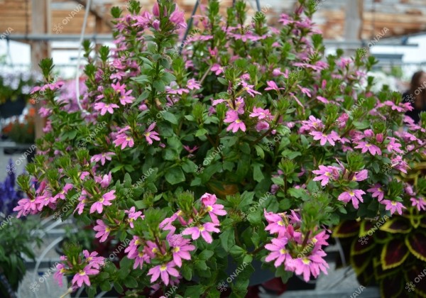 Scaevola aemula Scala Pink