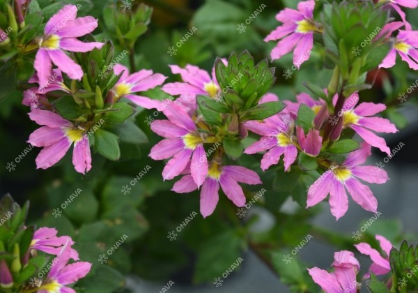 Scaevola aemula Scala Pink