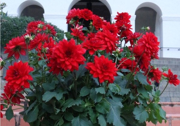 Dahlia hortensis XXL Ruby Red