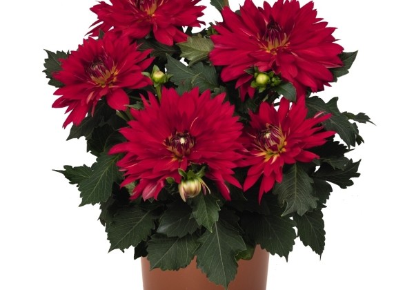 Dahlia hortensis XXL Ruby Red