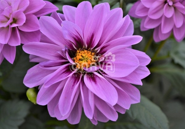 Dahlia hortensis Hypnotica Lavender