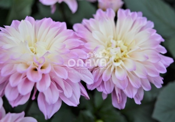 Dahlia hortensis Temptation Pink Bicolor