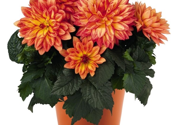Dahlia hortensis XXL Tabasco
