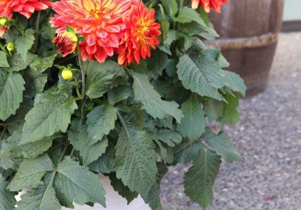 Dahlia hortensis XXL Tabasco