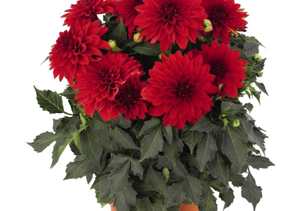 Dahlia hortensis Hypnotica Red