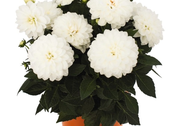 Dahlia hortensis Hypnotica White