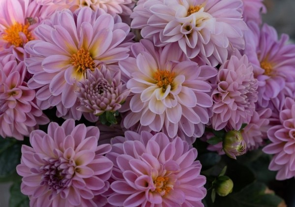 Dahlia hortensis Novation Pink