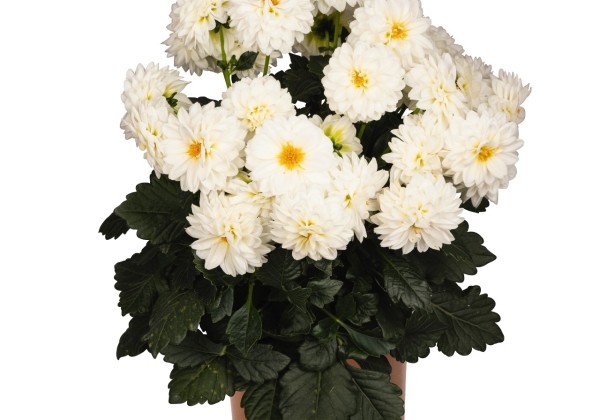 Dahlia hortensis Novation White