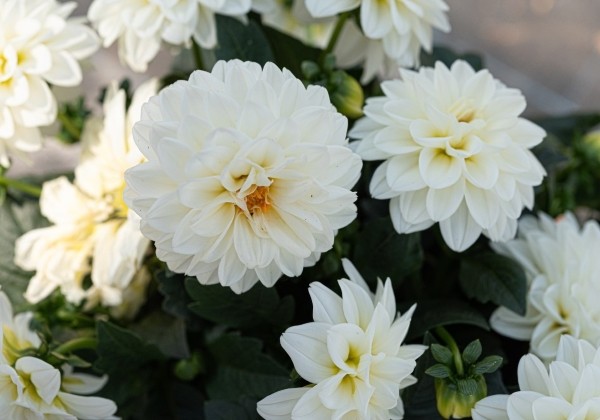 Dahlia hortensis Novation White