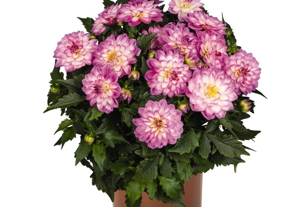 Dahlia hortensis Novation Pink Bicolor