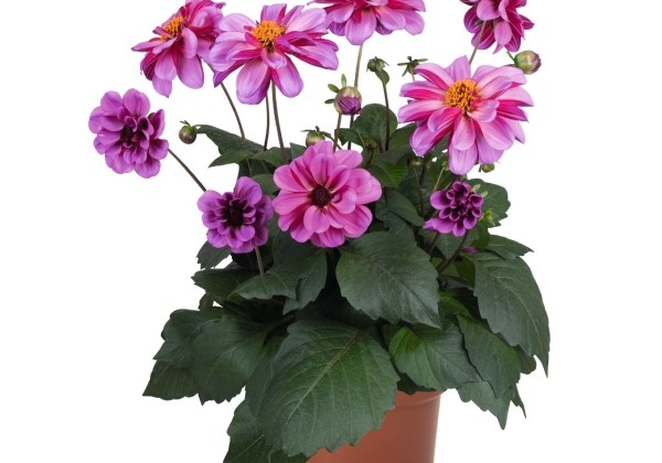 Dahlia hortensis Revelation Pink