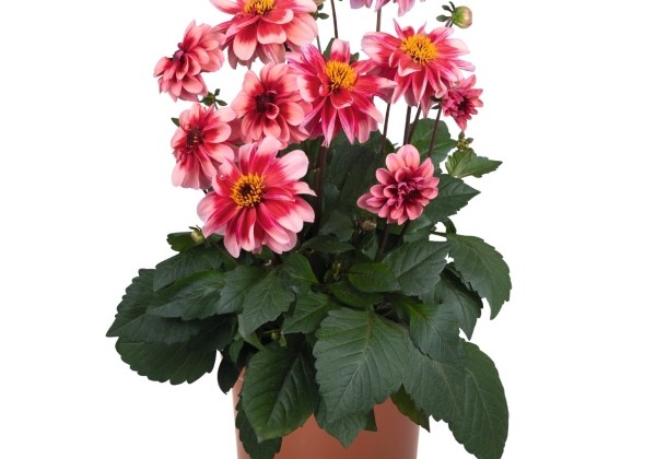 Dahlia hortensis Revelation Salmon Bicolor