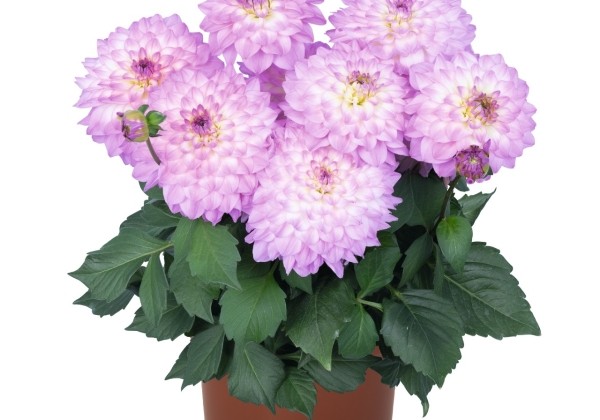 Dahlia hortensis XXL Cozumel