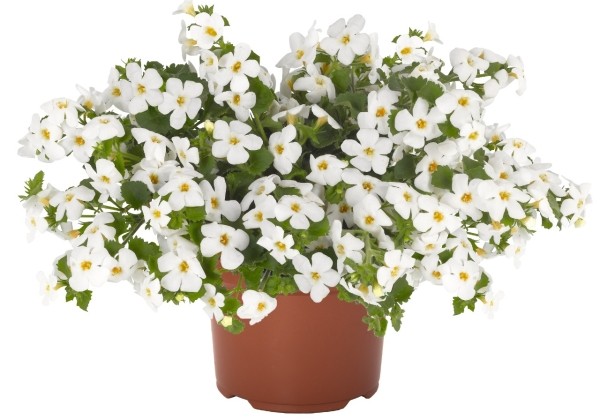 Sutera diffusus Bahia White 30