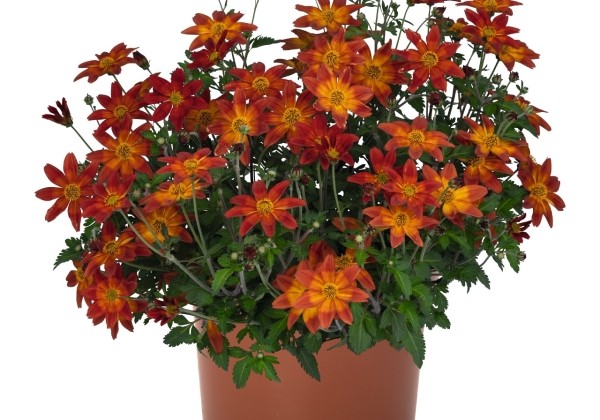 Bidens ferulifolia Bidy Boom Red