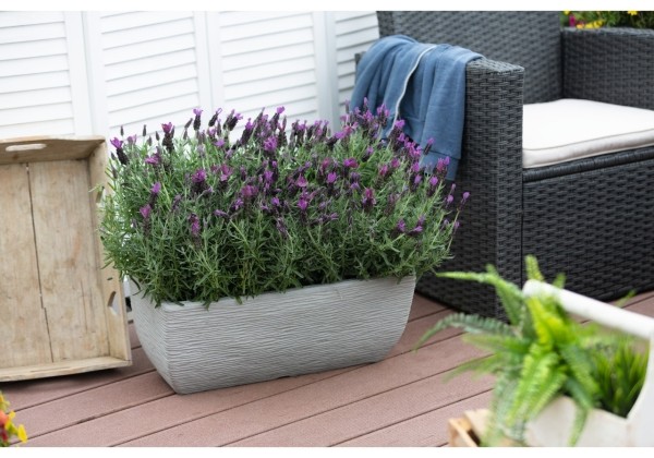 Lavandula stoechas La Diva Big Night