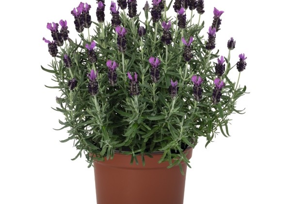 Lavandula stoechas La Diva Big Night