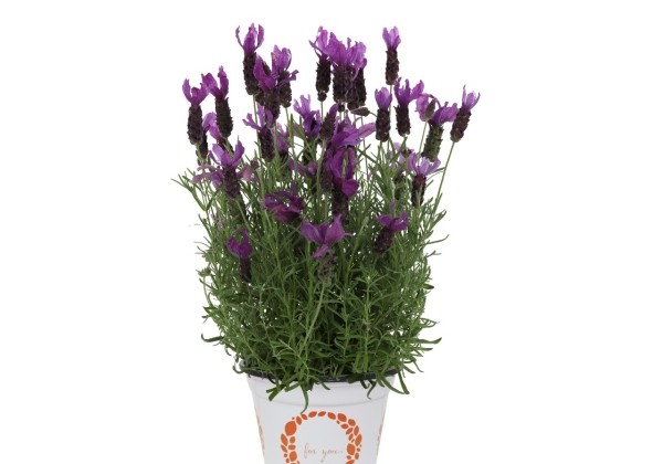 Lavandula stoechas La Diva Berry Beautiful