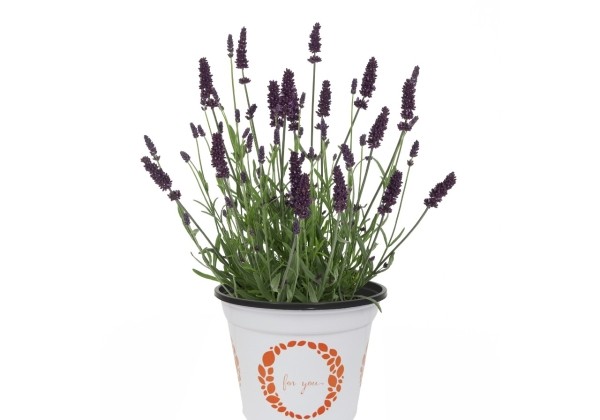 Lavandula angustifolia La Diva Vintage Amethyst
